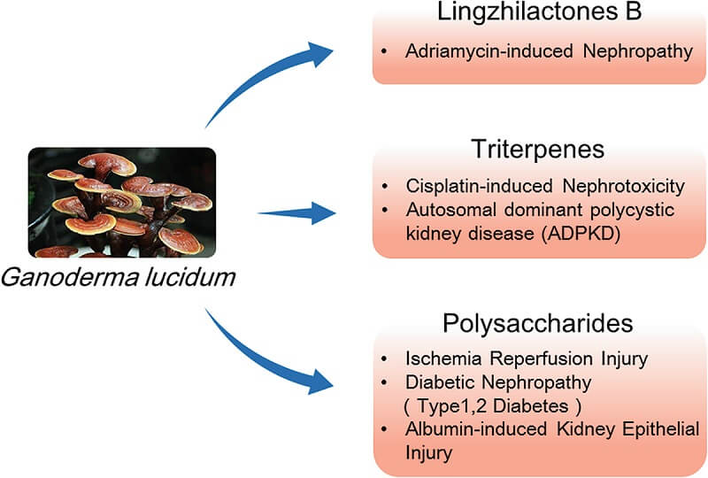 Ganoderma Lucidum extract helps to eliminate the 6 CAUSE OF KIDNEY DISEASE